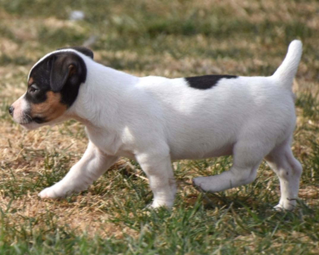 comprar cachorros sanos, baratos y asequibles para la venta
